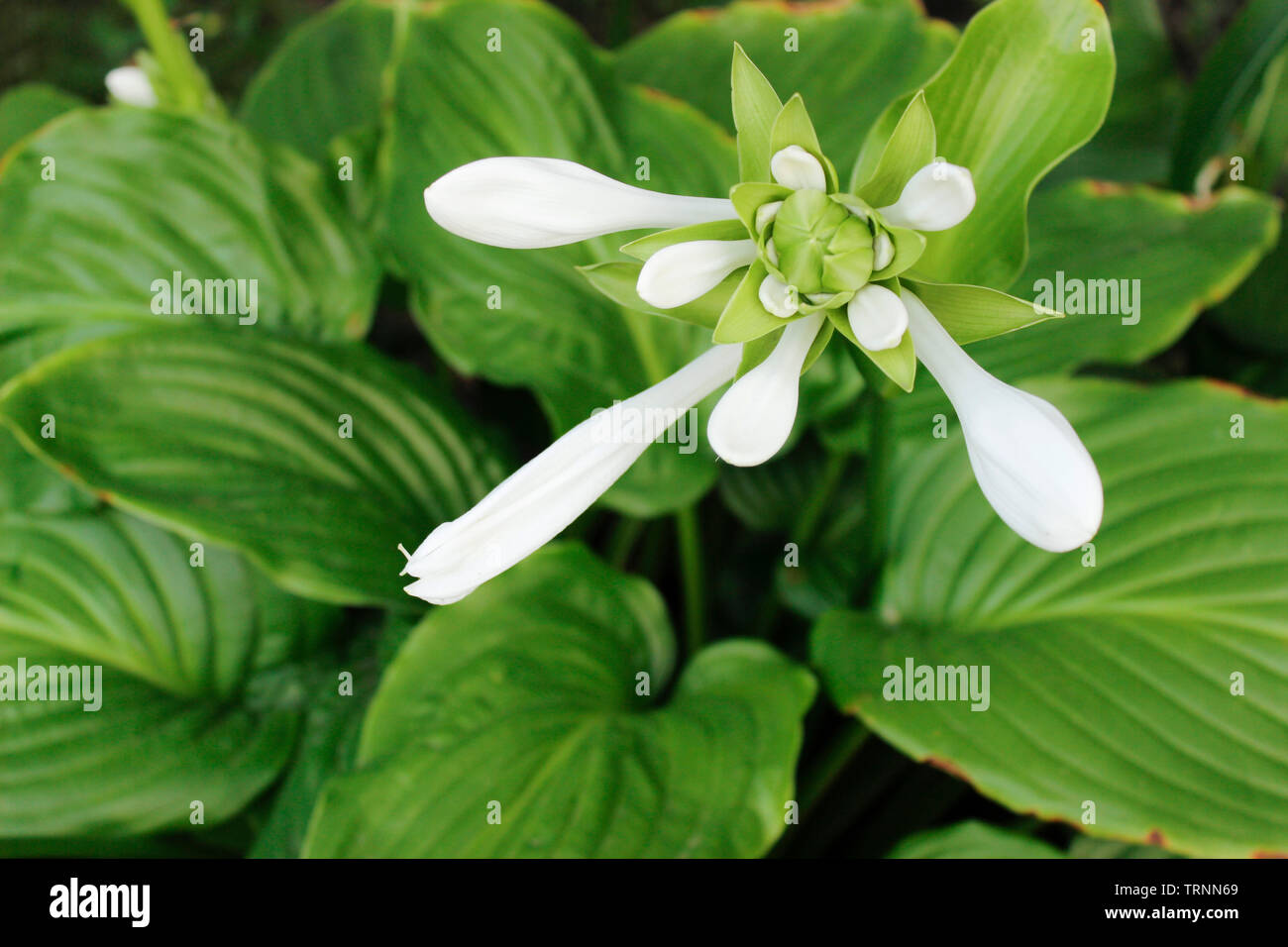 Green hosta plantaginea is blooming in a gsrden Stock Photo