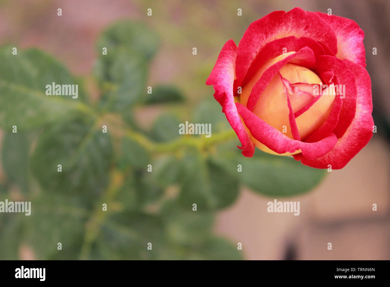 Pink flower collage element hi-res stock photography and images - Alamy