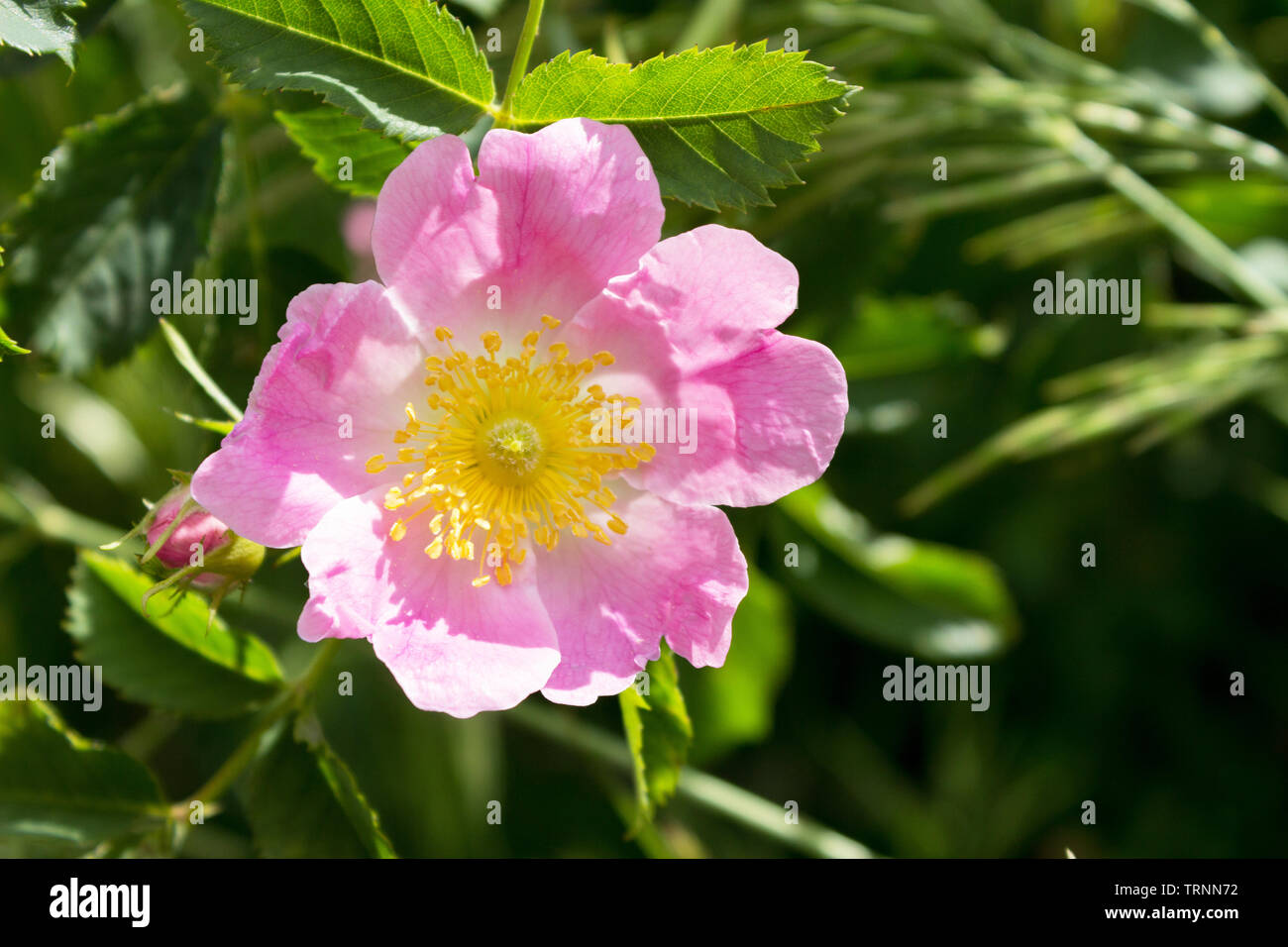 Rose on a bush hi-res stock photography and images - Alamy