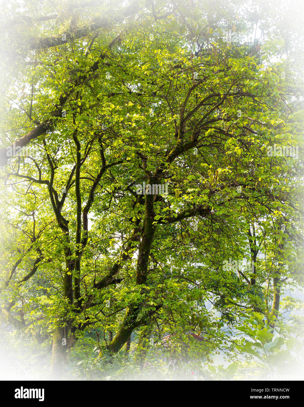 A Foggy Day Artistic Tree In Lakeside Pokhara Nepal Stock Photo