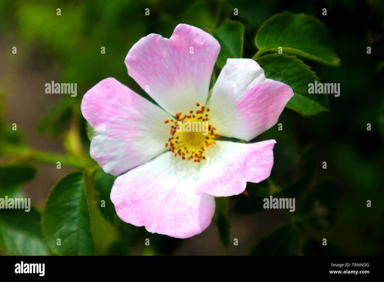 beautiful and fresh flower pink rose Stock Photo