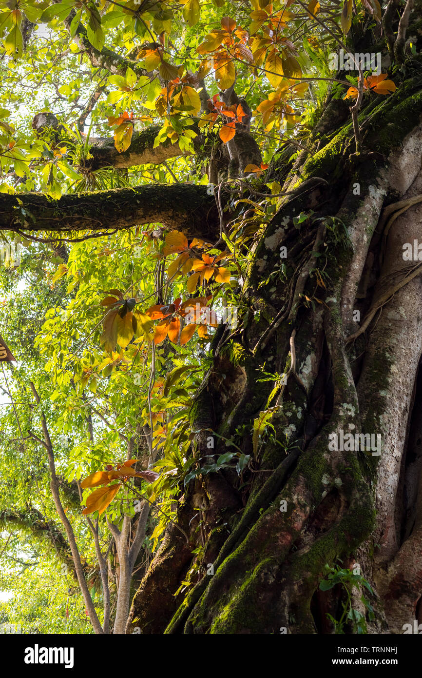 Big tree and Branch’s with colorful Leaves,shads Stock Photo