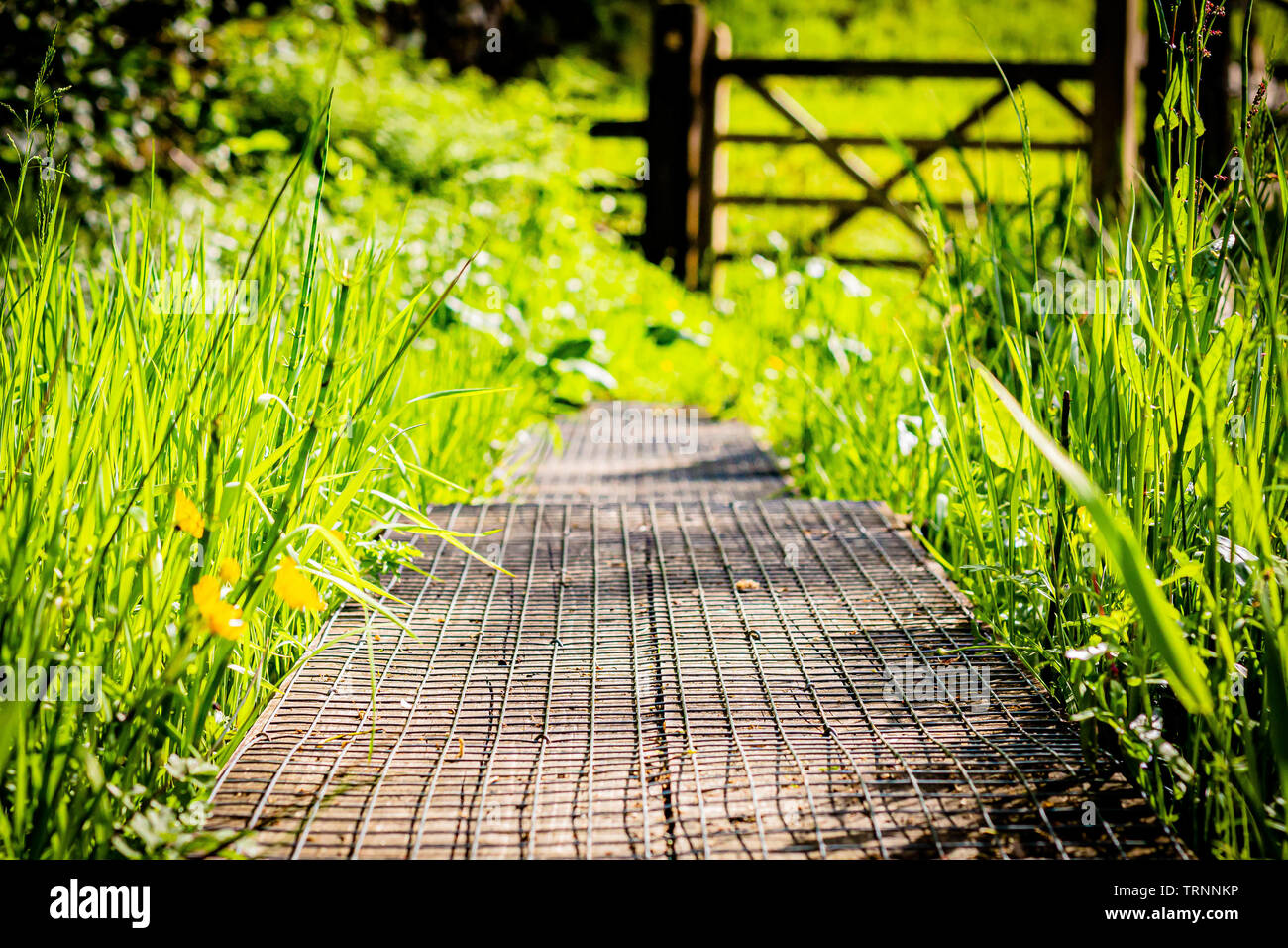 A country footpath surrounded by grass found in Cumbria Stock Photo