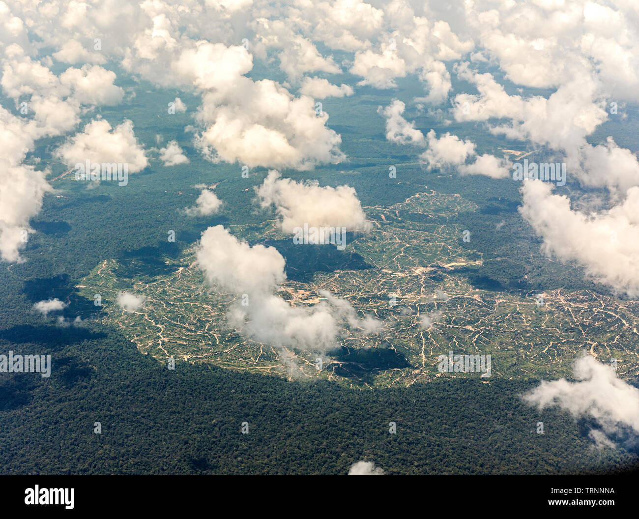 Deforestation for palm oil plantation on the border of Malaysia (clearance) and Brunei native rainforest), Mulu, Malaysia Stock Photo