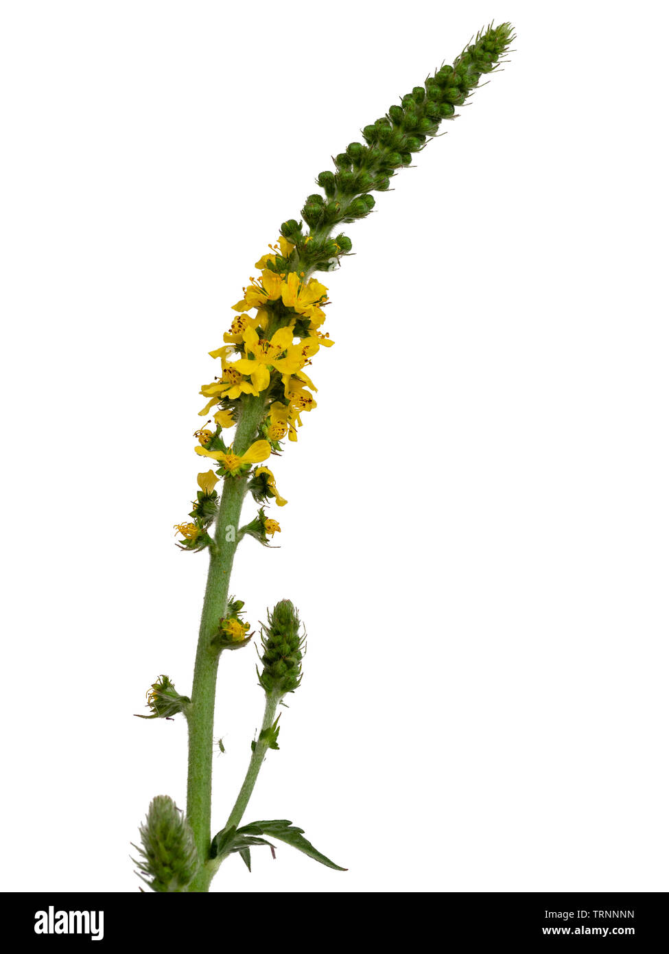 Spike of the UK wild flower Agrimonia eupatoria, common agrimony, on a white background Stock Photo
