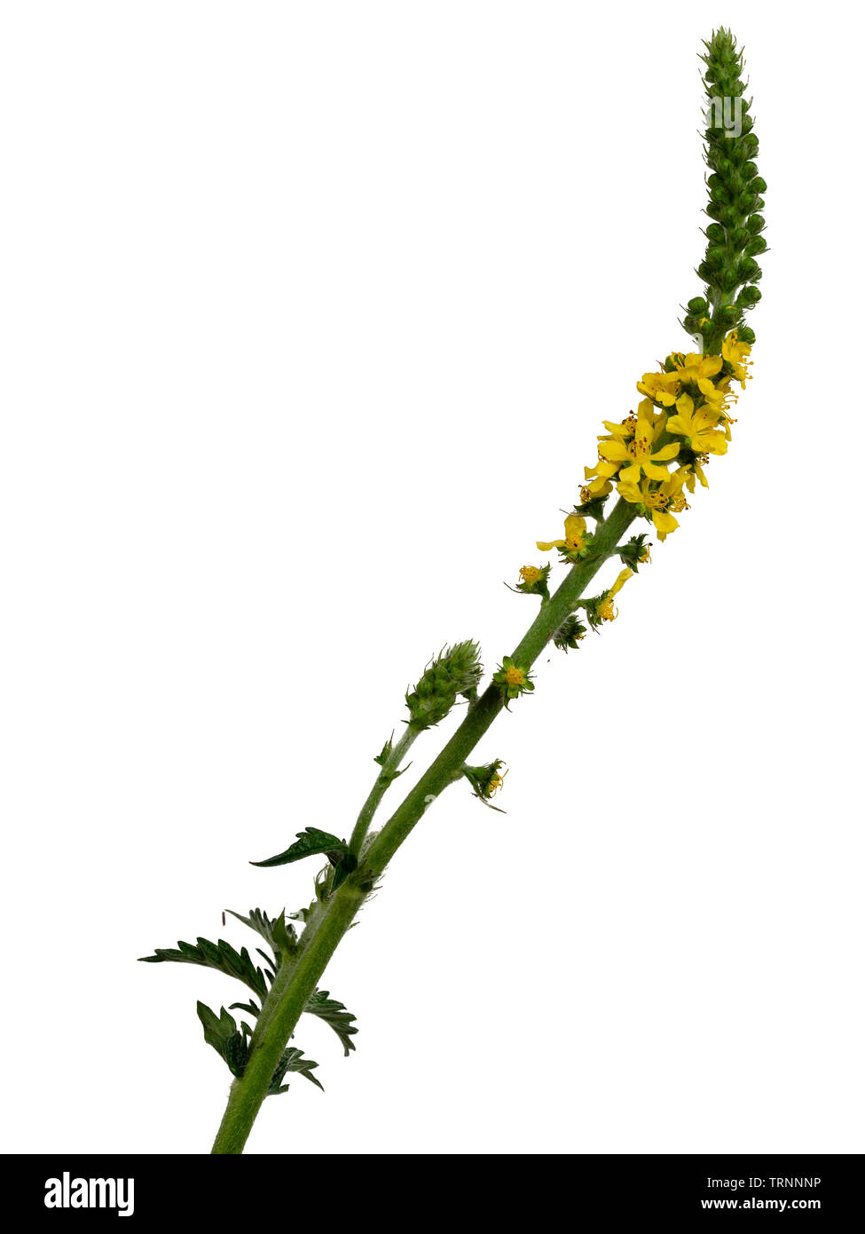 Spike of the UK wild flower Agrimonia eupatoria, common agrimony, on a white background Stock Photo