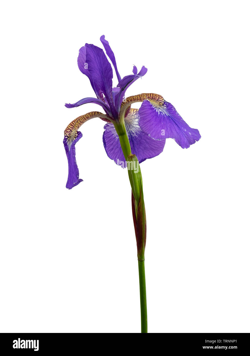 Single flower of the perennial Siberian iris, Iris sibirica, against a white background Stock Photo
