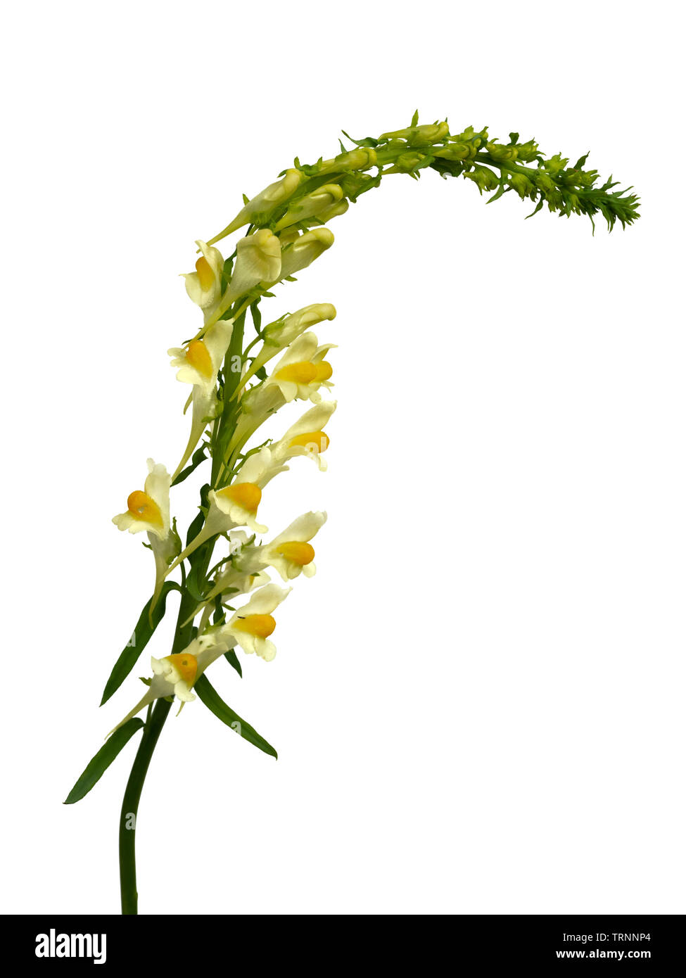 Flowering spike of the yellow bloomed naturalised UK wildflower, Linaria vulgaris, on a white background Stock Photo