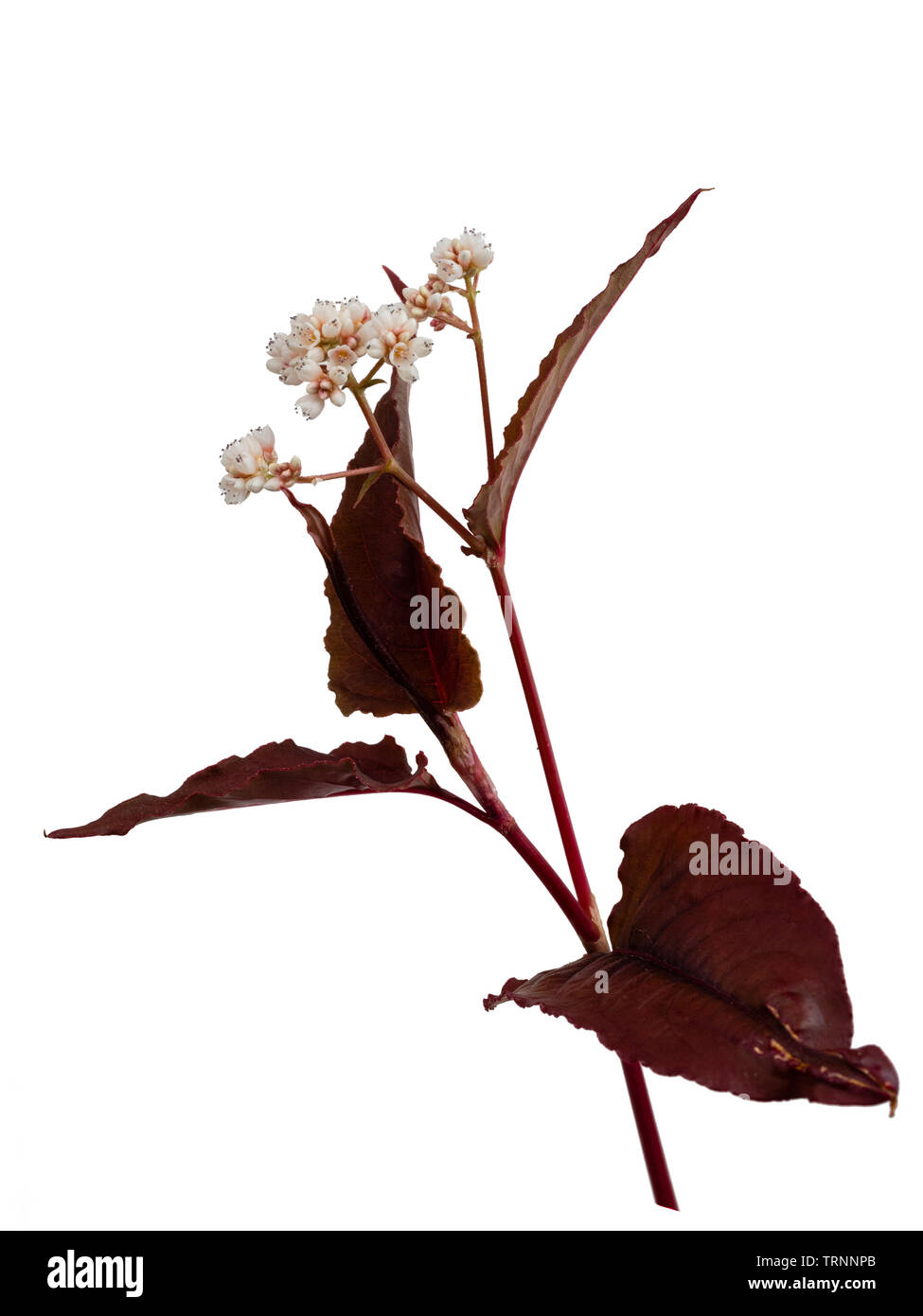 Flowering stem of the red-bronze foliaged perennial, Persicaria microcephala 'Red Dragon' on a white background Stock Photo