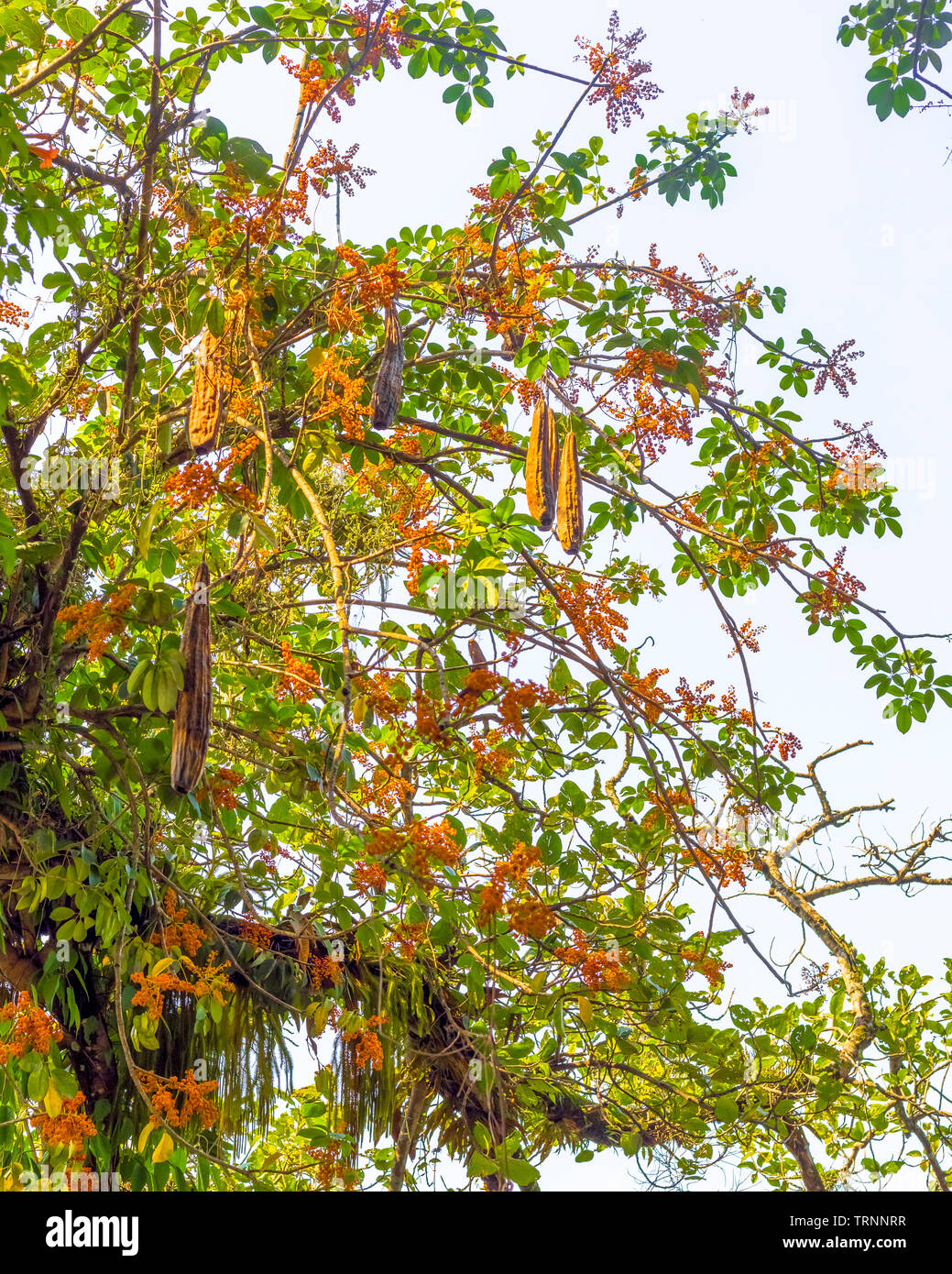 Branches Of Trees Yellow,Green,Leaves and Flowers Lakeside Pokhara Nepal Stock Photo