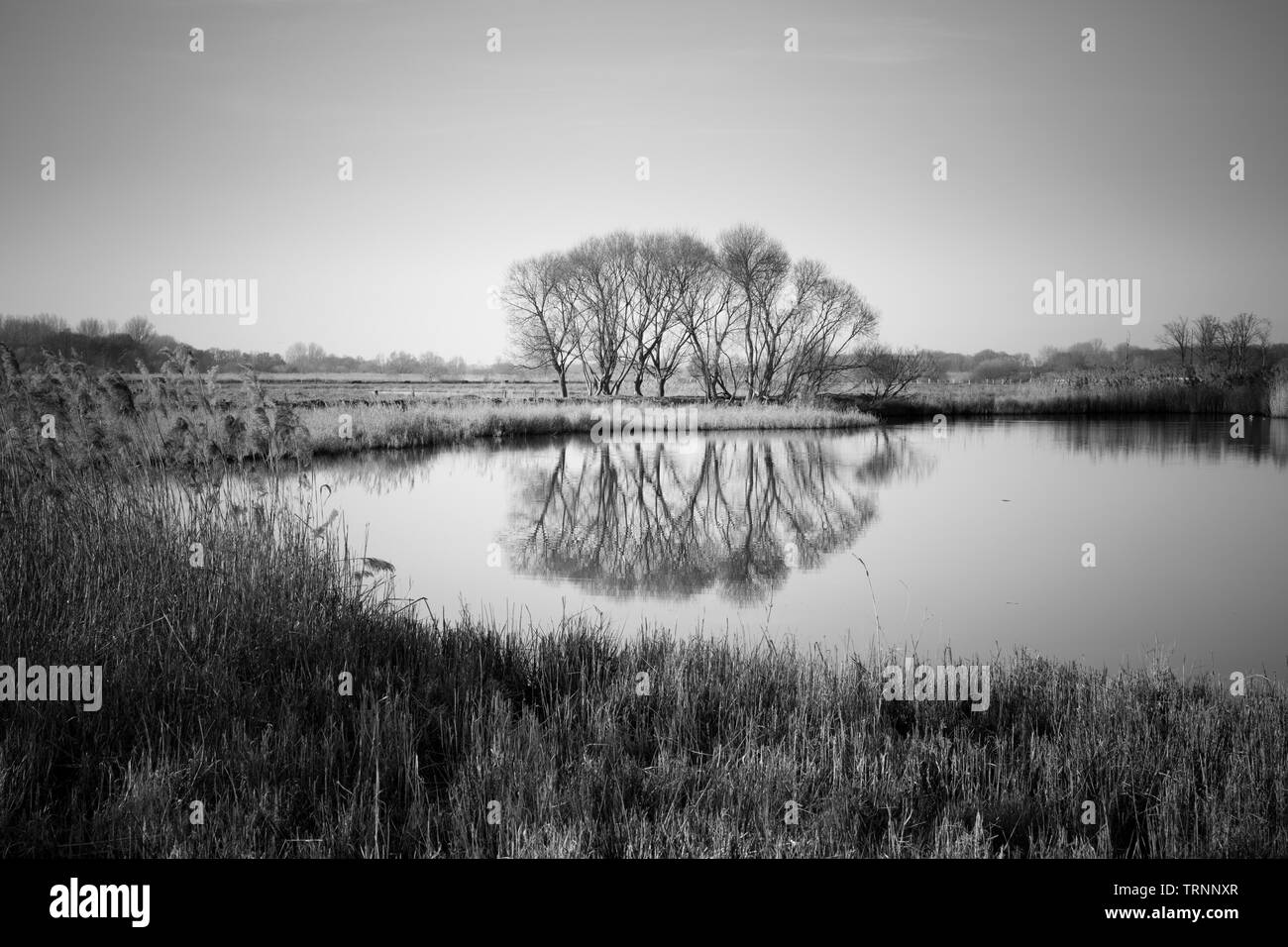 Mirroring tree at the Sewage fields, Münster, Münsterland, North Rhine-Westphalia, Germany, Europe Stock Photo