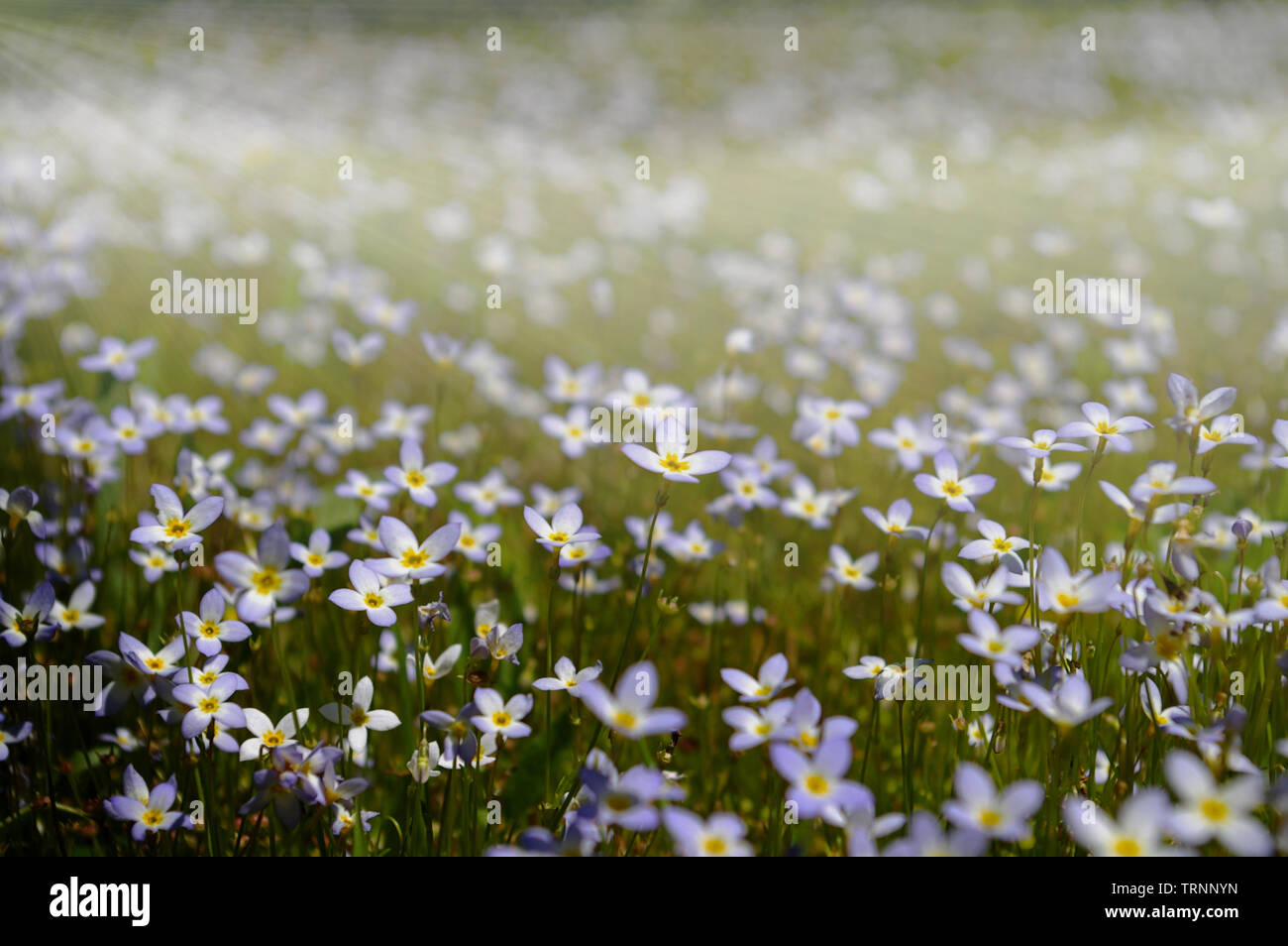 New england wildflowers hi-res stock photography and images - Alamy