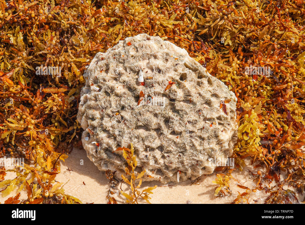 Coral stone found among algae and sand from Tulum beach, in the Mexican Yucatan peninsula Stock Photo