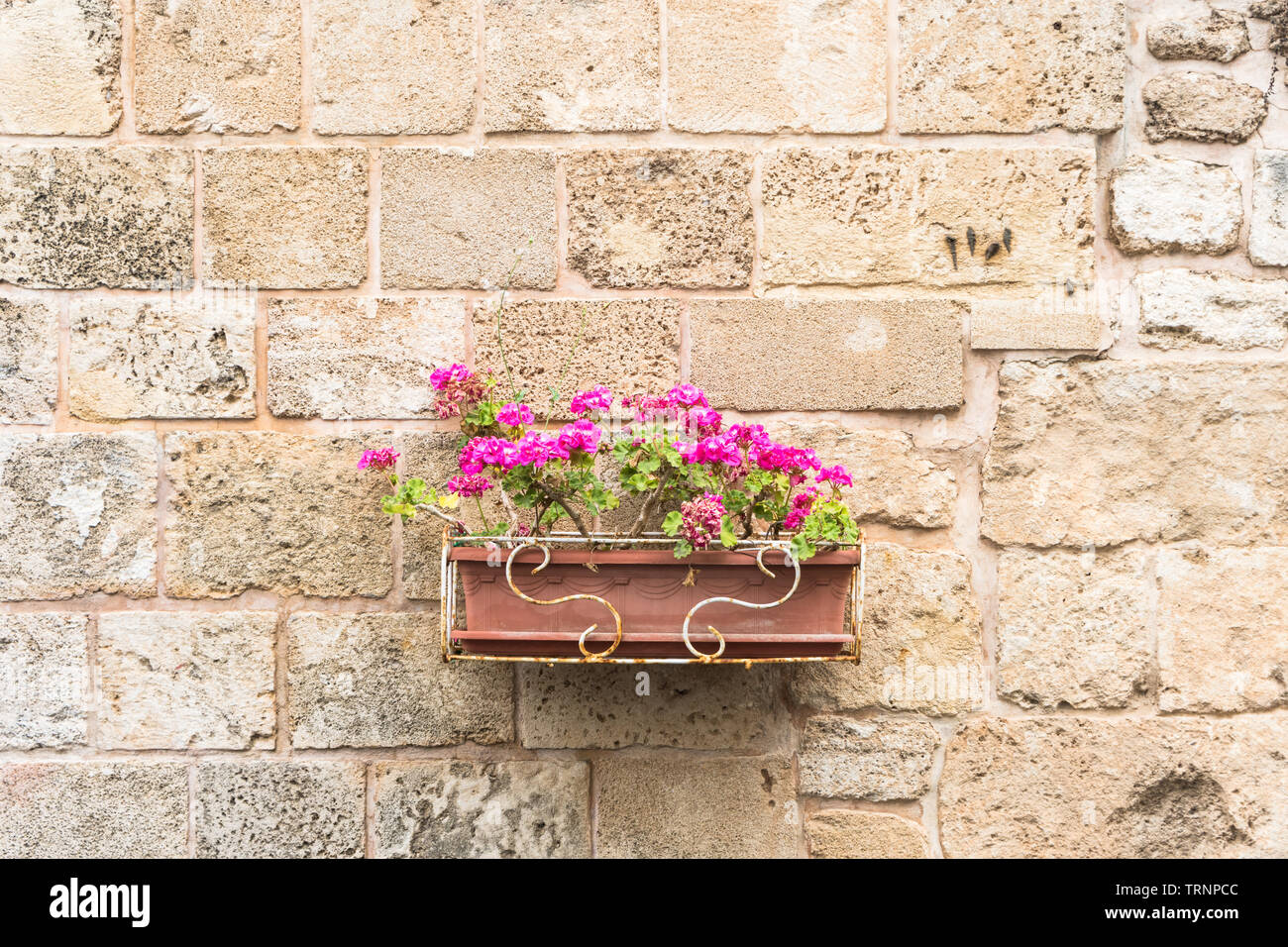Pink flowers in an outdoor plastic planter against a plain old stone wall Stock Photo