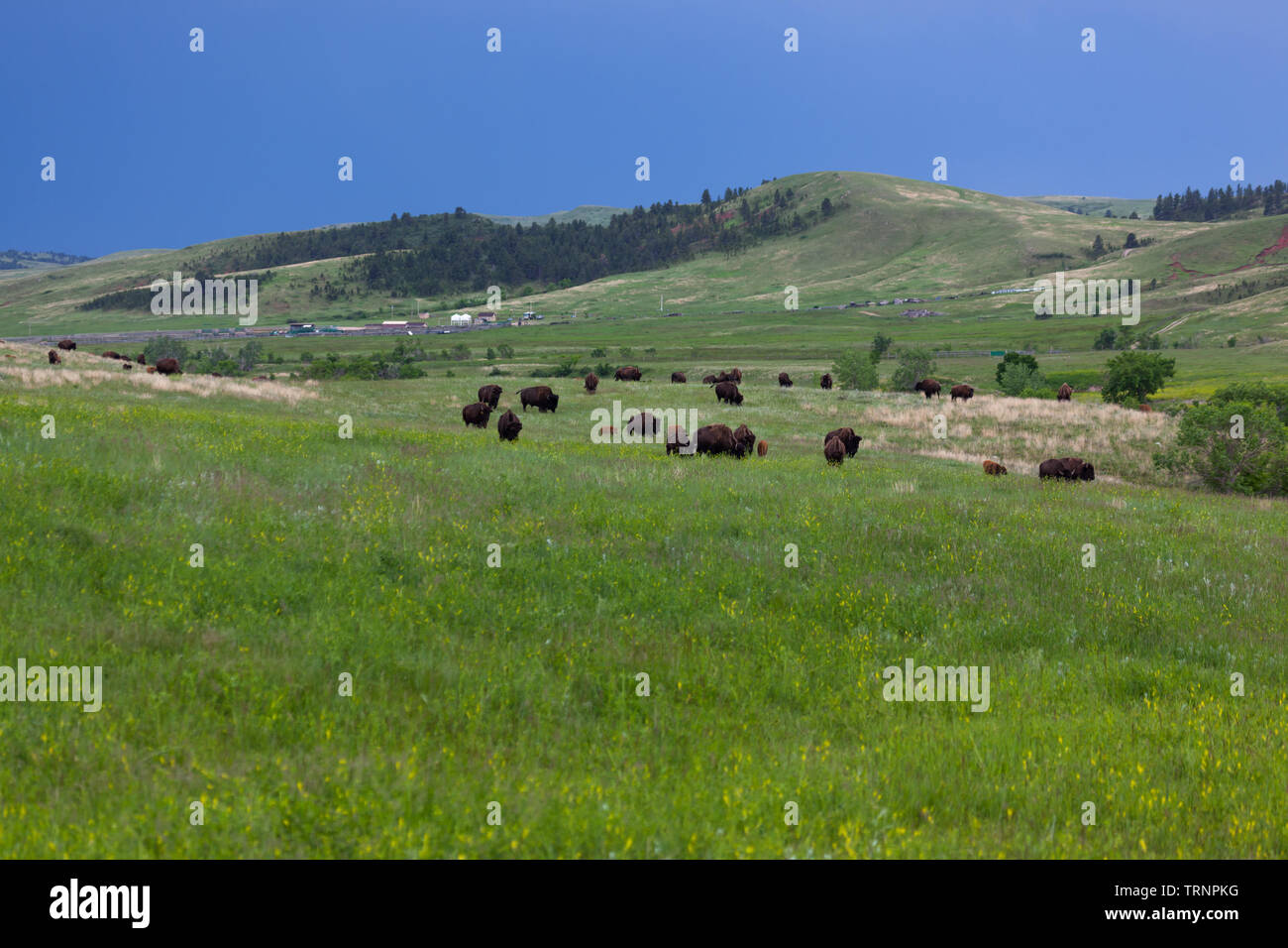 A large group of bison walking and grazing in the prairie grass and wildflowers of Custer State Park with park facilities and a dark stormy sky in the Stock Photo