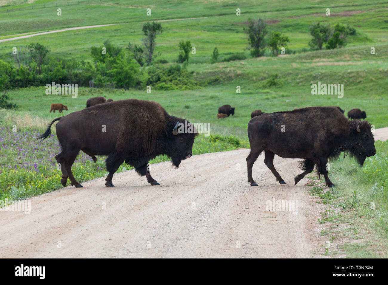 A male bison using his tongue to lick his nose as he follows a female