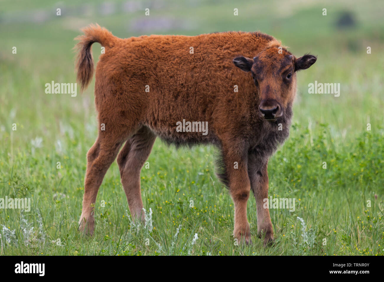 A cute baby bison or buffalo curiously looks at visitors in Custer