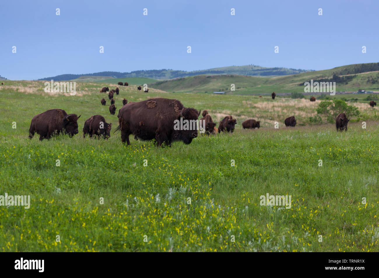 A group of wild bison walking across the rolling hills of the prairie