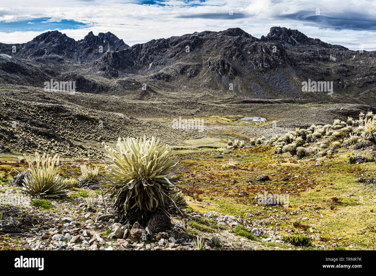 View of the Andes Mountains in Sierra de la Culata National Park. Merida, Merida state, Venezuela. Stock Photo