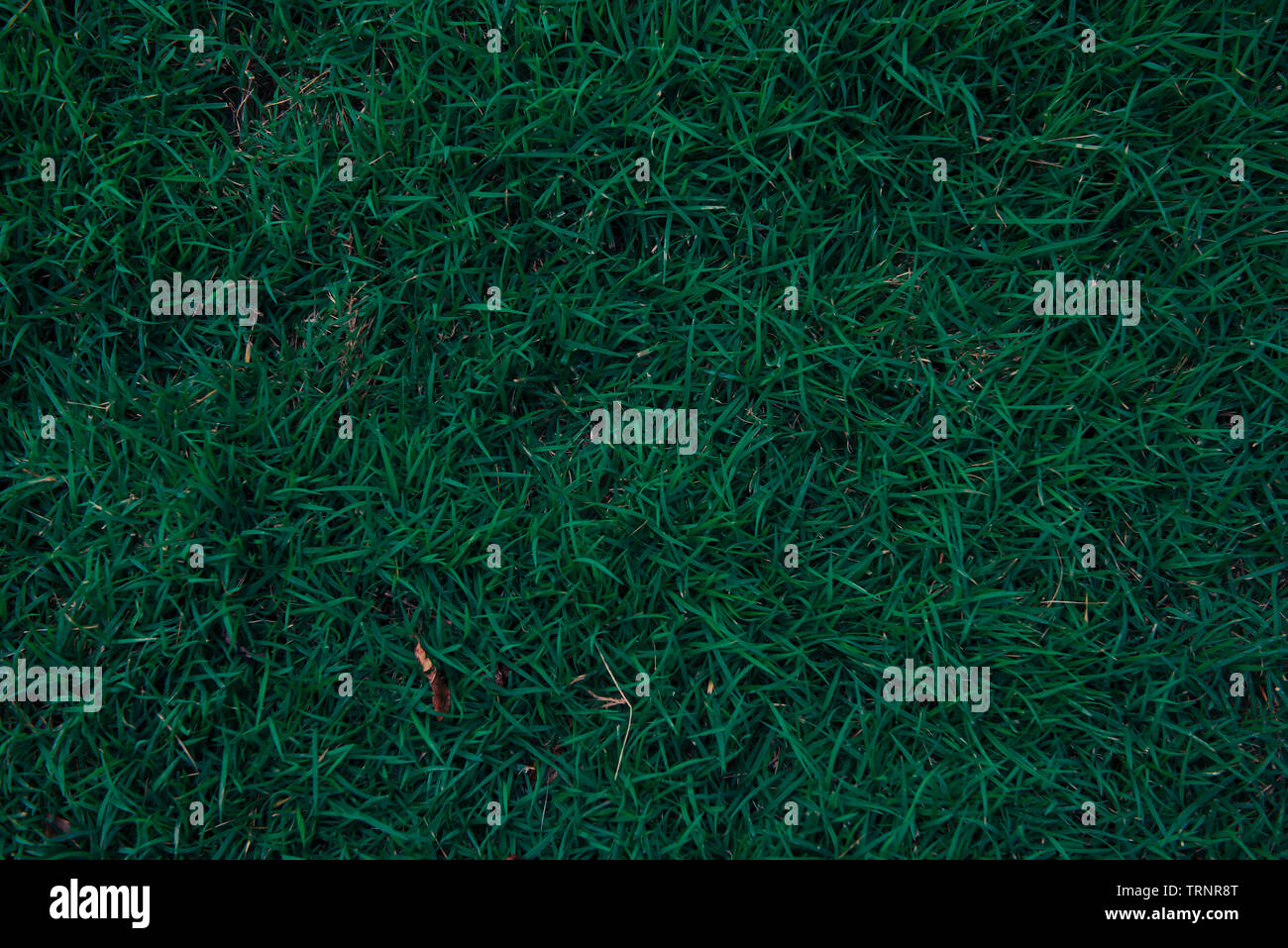 Dark green grass texture Stock Photo Alamy