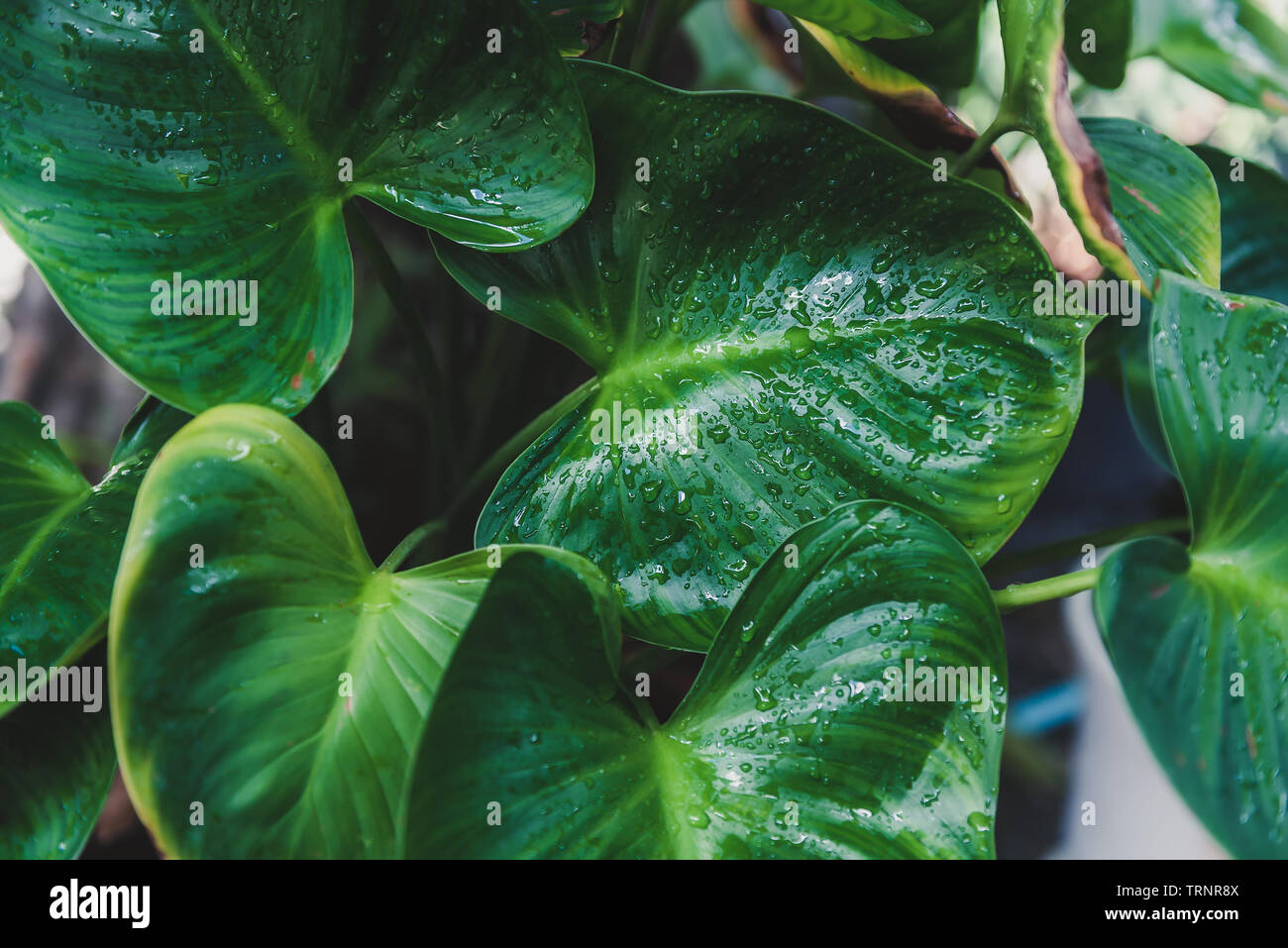Water drop with green leaves hi-res stock photography and images - Alamy