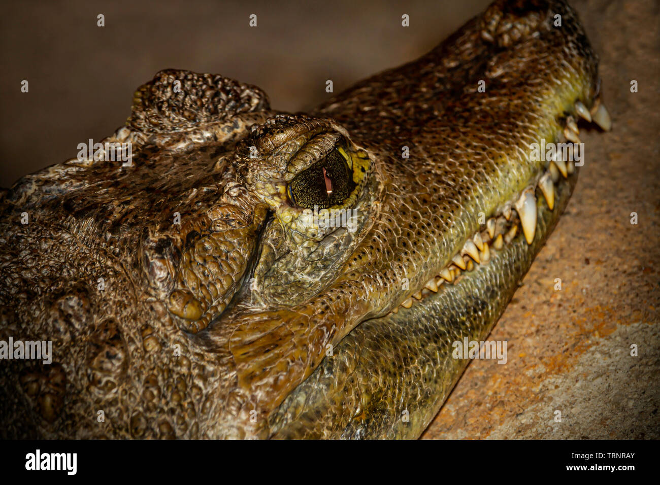 Close up of an Alligators eye Stock Photo