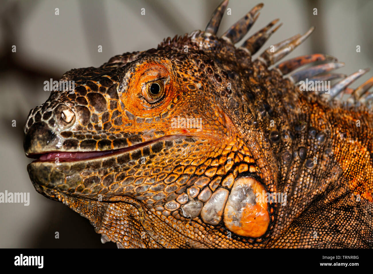 Beautiful Iguana. Amazing Wildlife Stock Photo