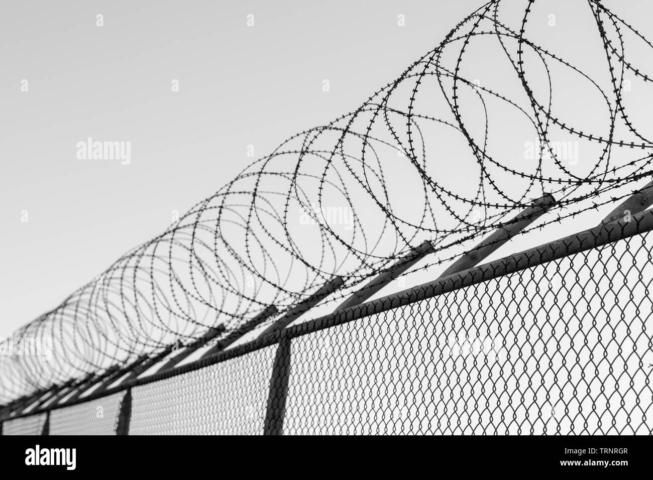 Coils of razor wire on top of a wire mesh perimeter fence Stock Photo