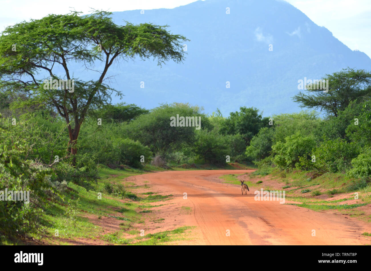 Jackal in Kenya Safari Africa Tsavo West National Park Stock Photo