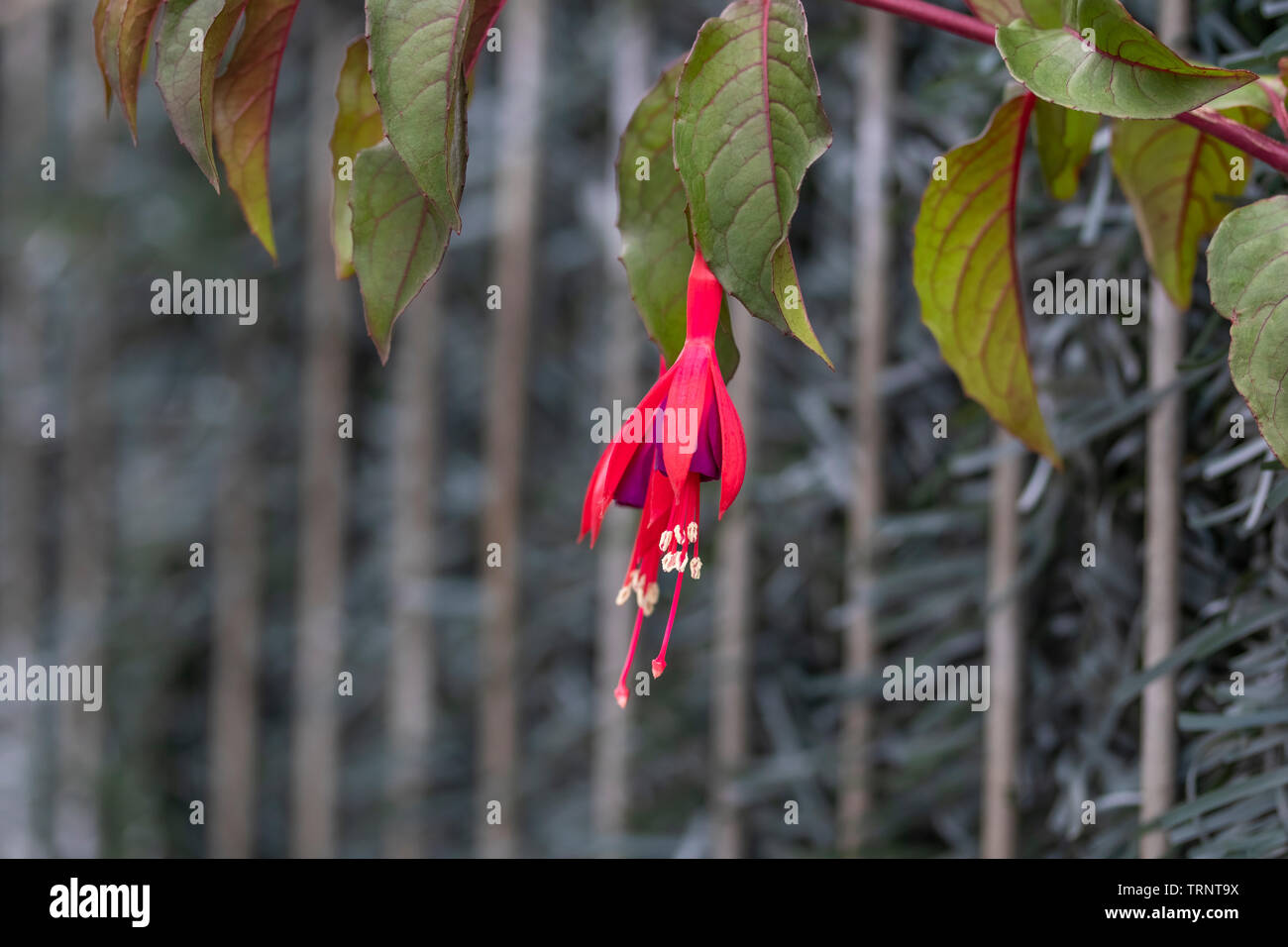 Fuchsia 'Mrs Popple plant flowers against the background of green foliage and gray fence on a sunny spring day Stock Photo