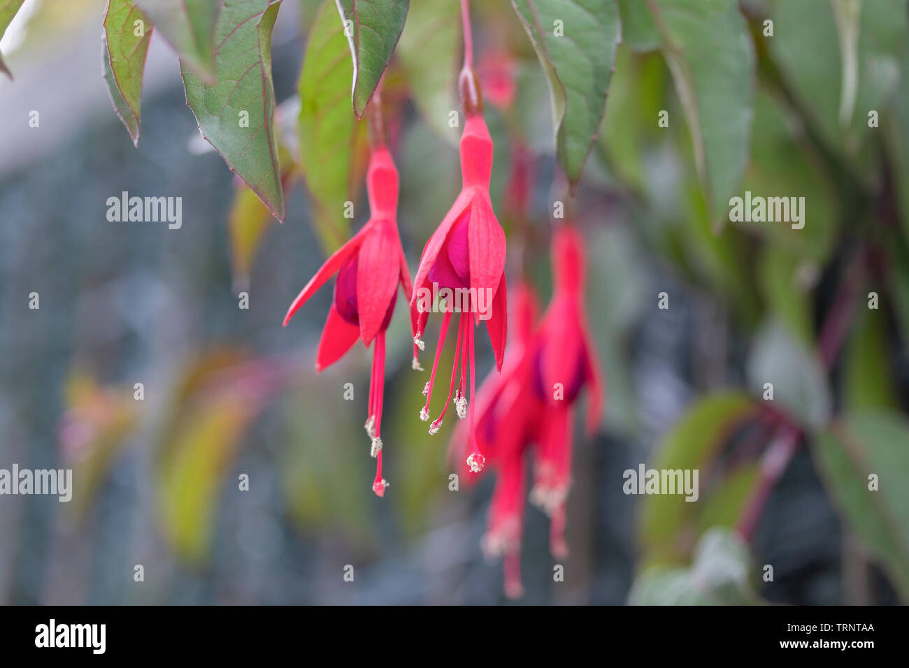 Fuchsia 'Mrs Popple plant open flowers on a background of green foliage and gray fence on a sunny spring day Stock Photo