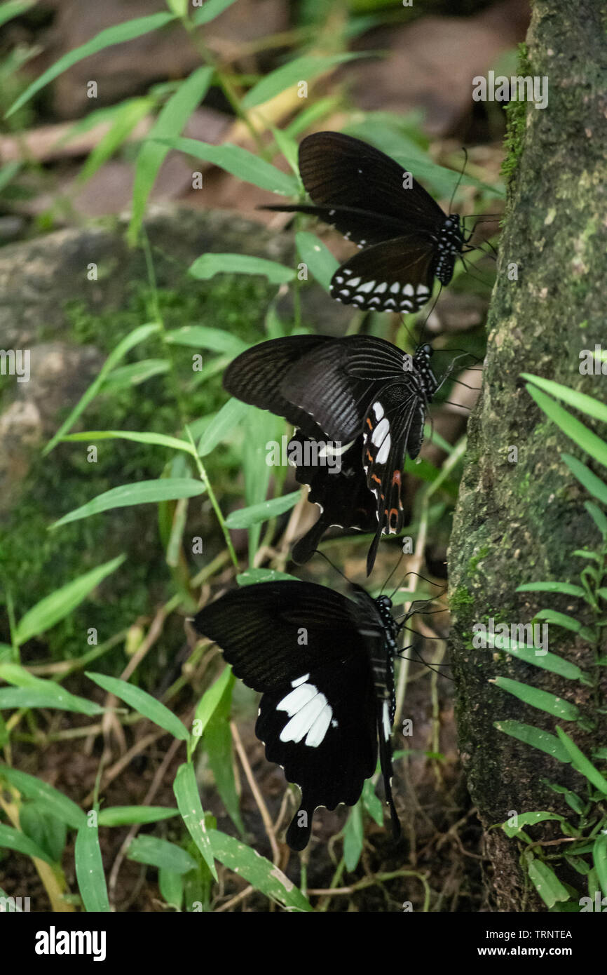 Black and White Helen butterfly color from Thailand, spot in