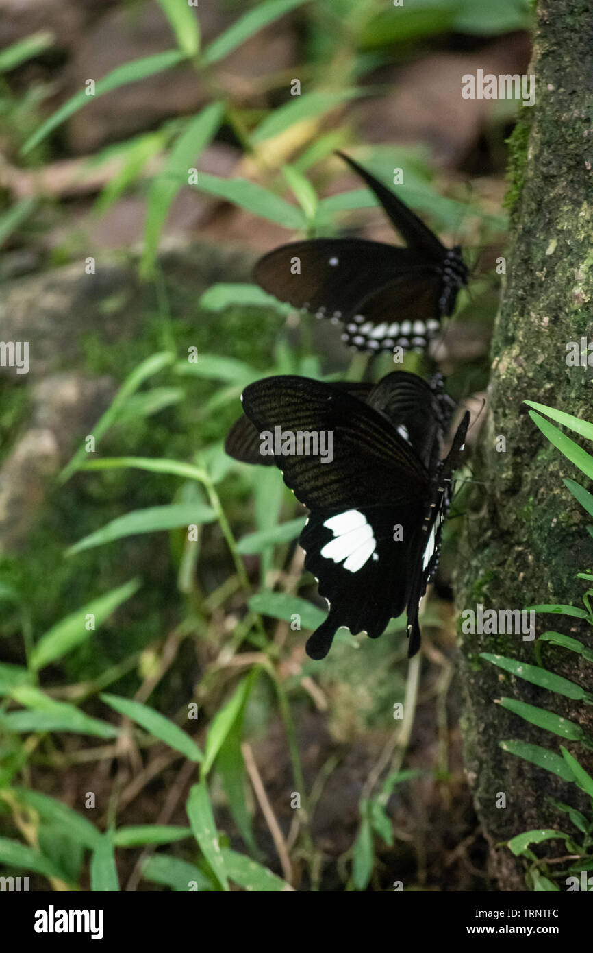Black and White Helen butterfly color from Thailand, spot in