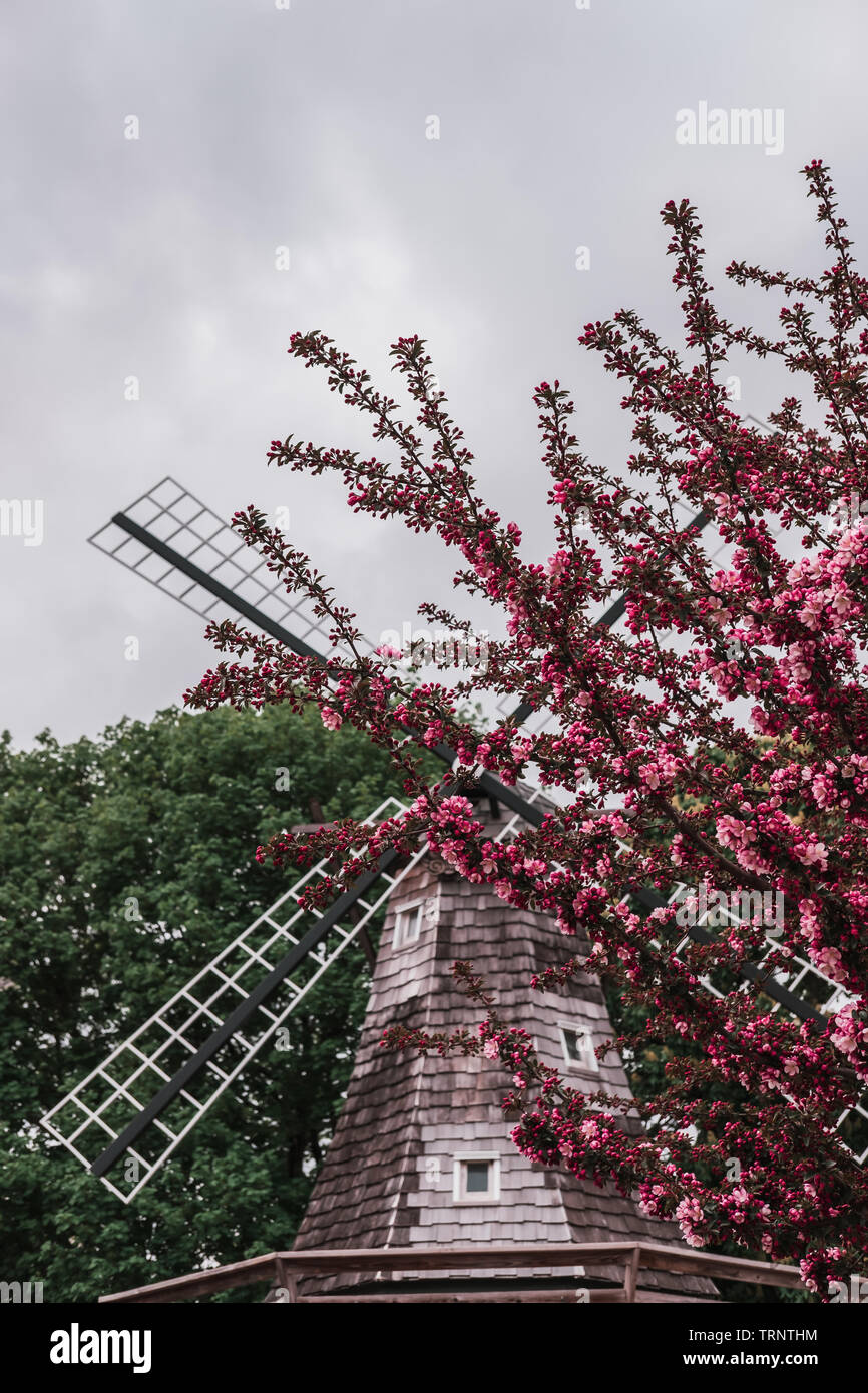 Dutch windmill blades surrounded by branches of a pink blooming Crabapple Tree with an overcast sky at an annual Tulip Time Festival in Pella, Iowa. Stock Photo