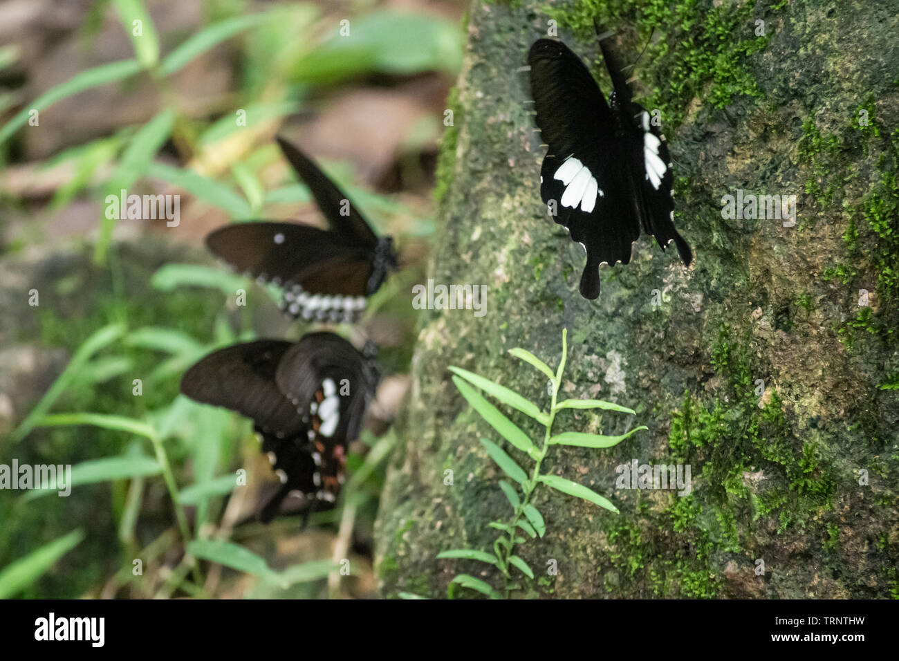 Black and White Helen butterfly color from Thailand, spot in Kanchanaburi Province, in the tropical forest Stock Photo