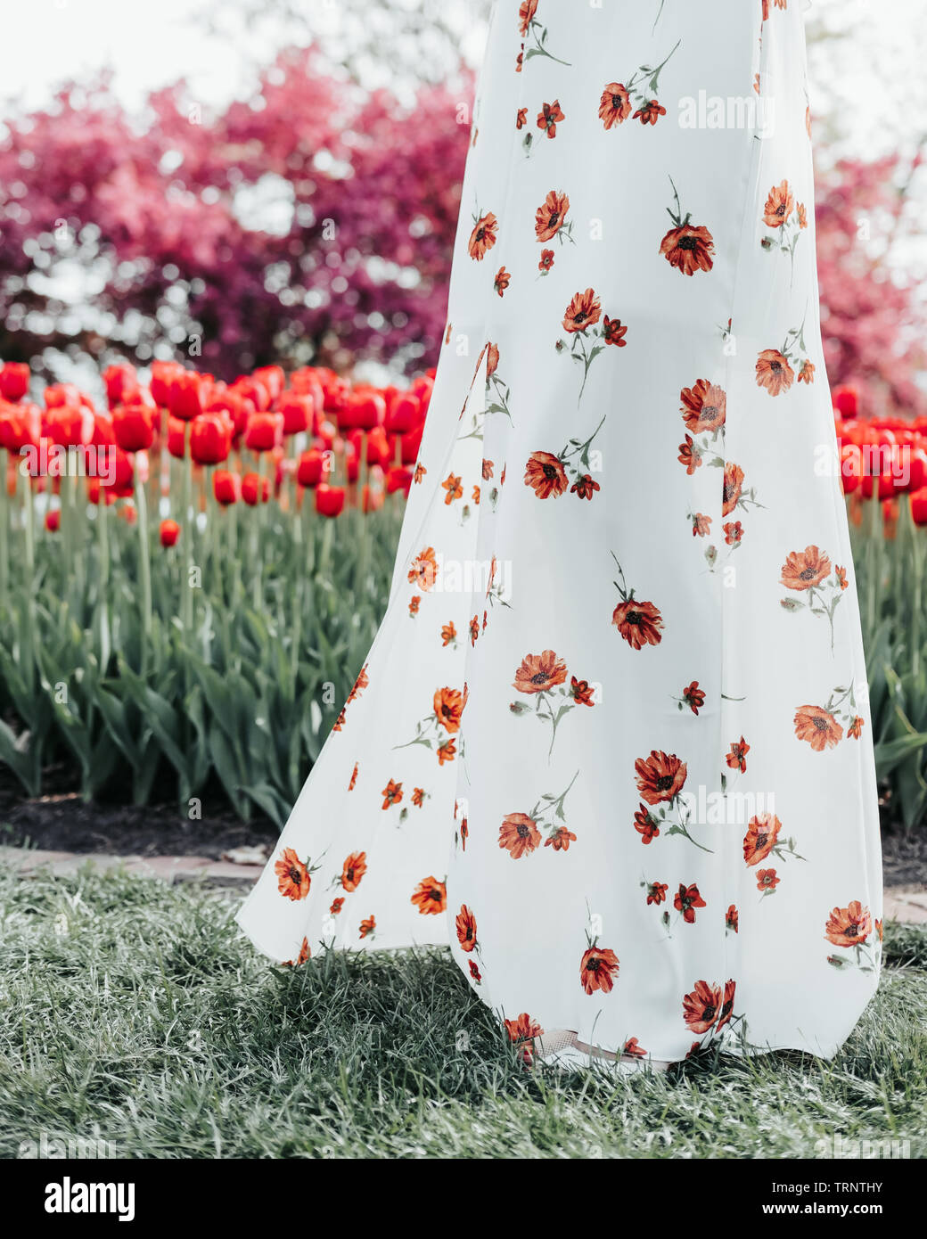 A floral dress blows in the wind in front of a blurred row of red tulips and a purple Crabapple Tree. Tulip Time Festival in Pella, Iowa, USA. Stock Photo