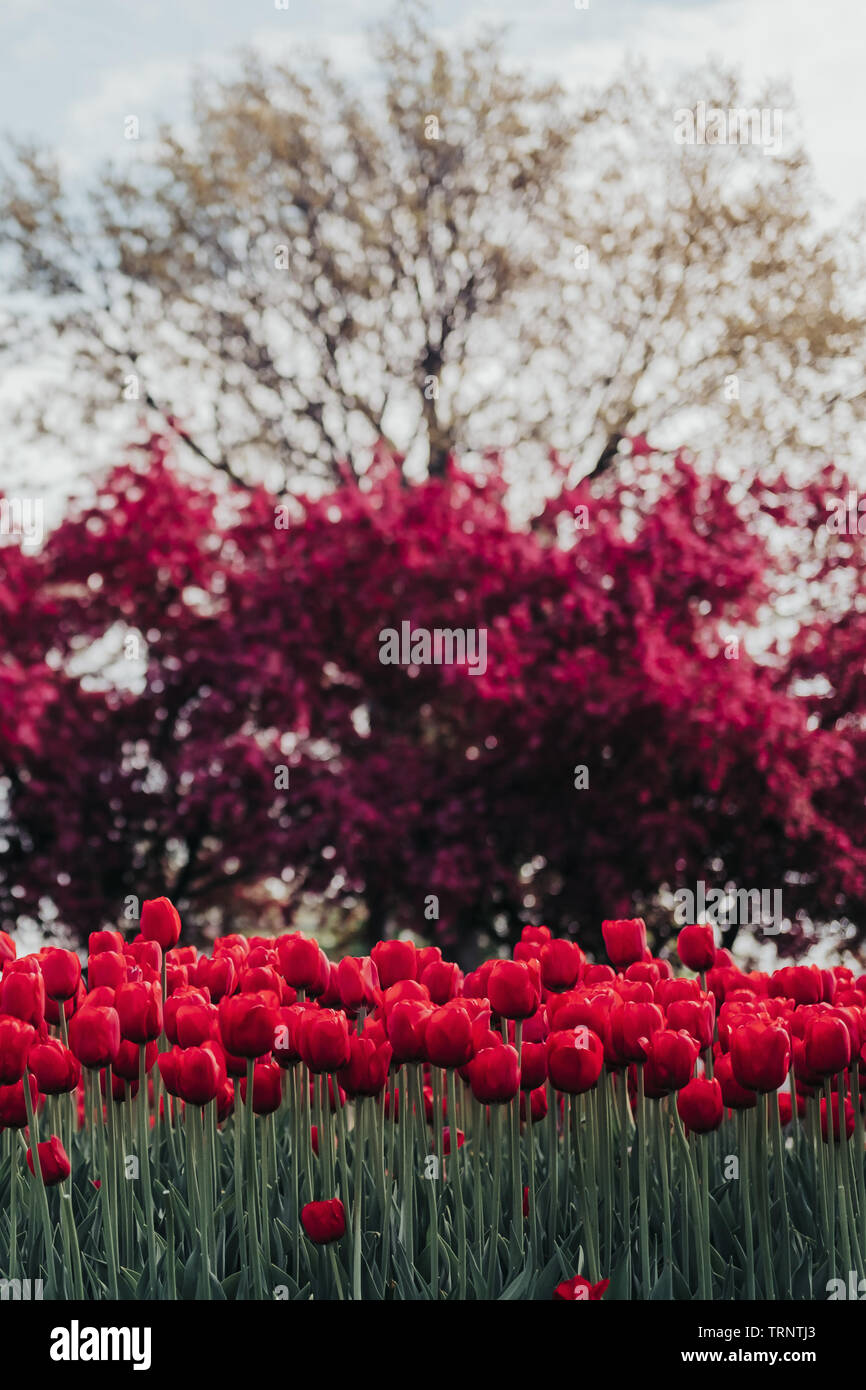 A row of red tulips in front of a blurred purple Crabapple Tree in the background. Blooming tulips at a Tulip Time Festival in Pella, Iowa in spring. Stock Photo