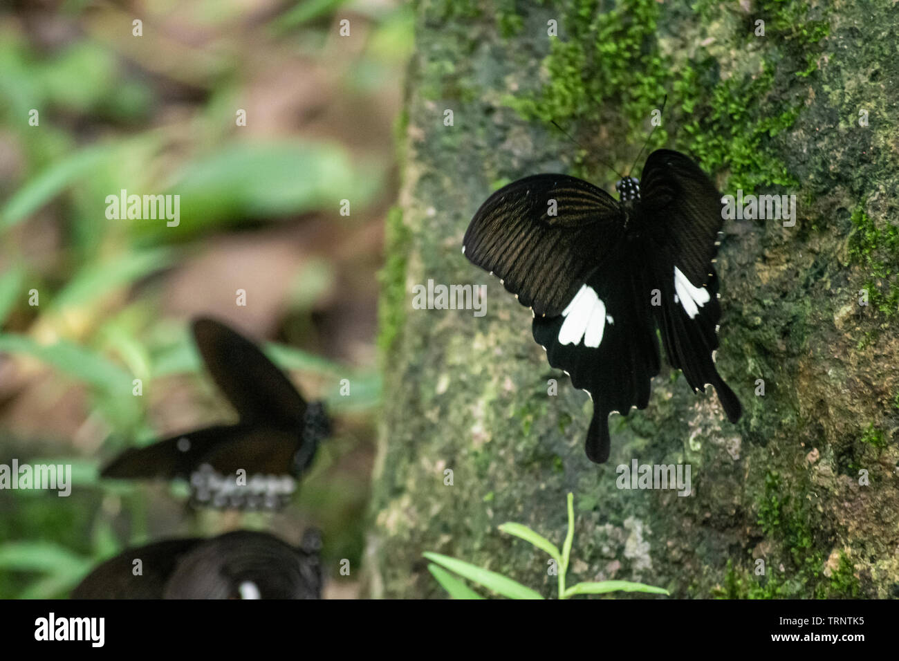 Black and White Helen butterfly color from Thailand, spot in