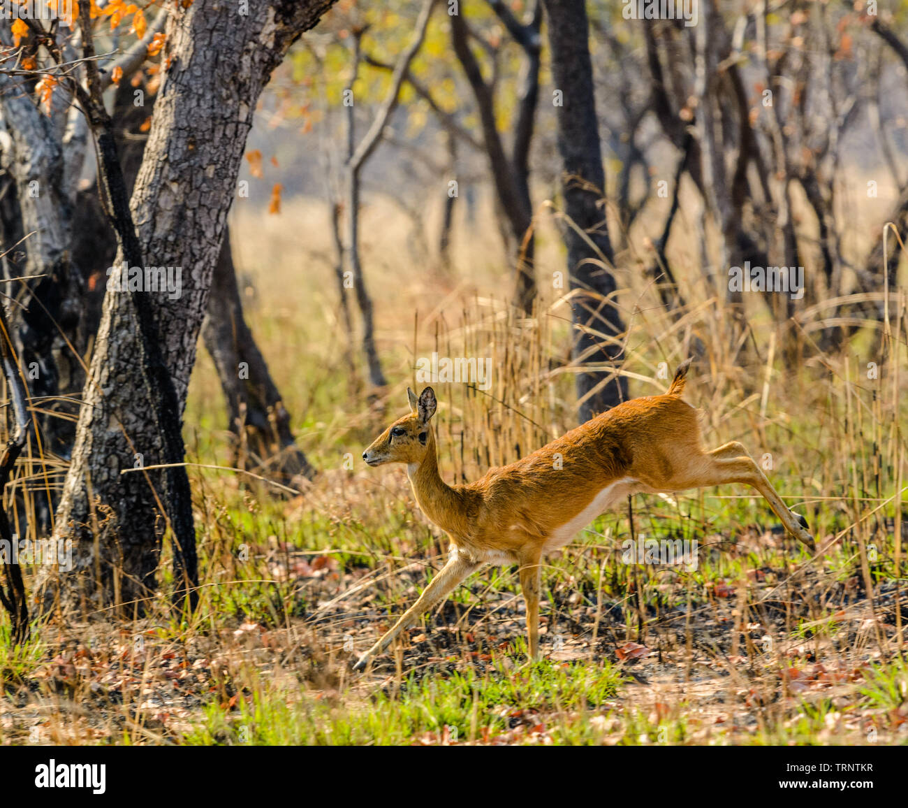 Oribi running through bush in Malawi Stock Photo
