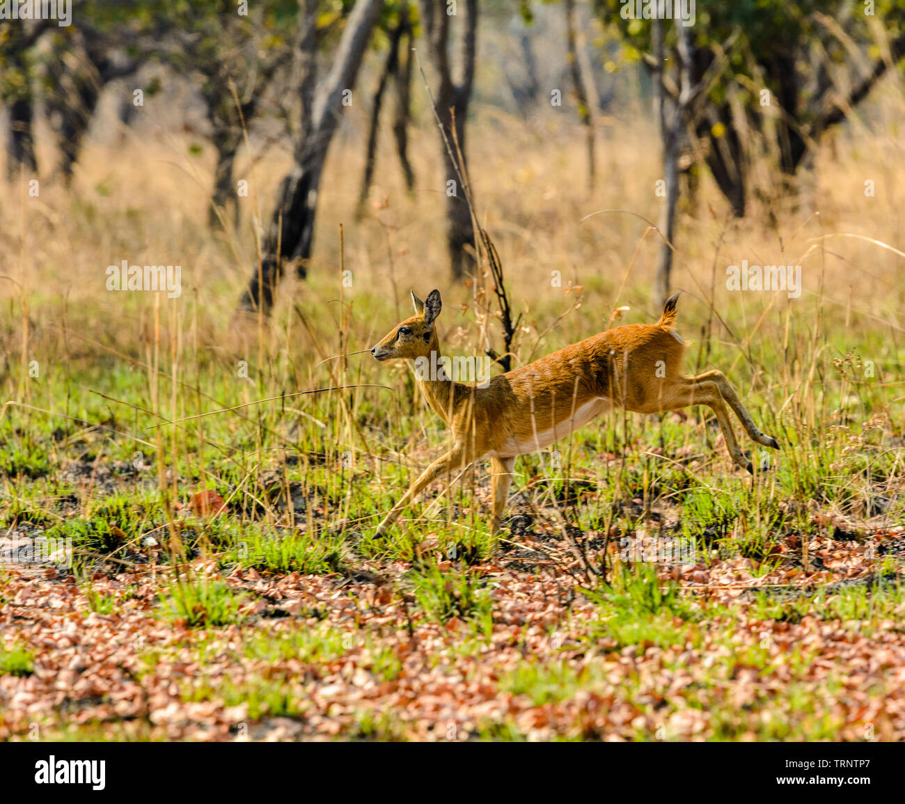 Oribi running through bush in Malawi Stock Photo
