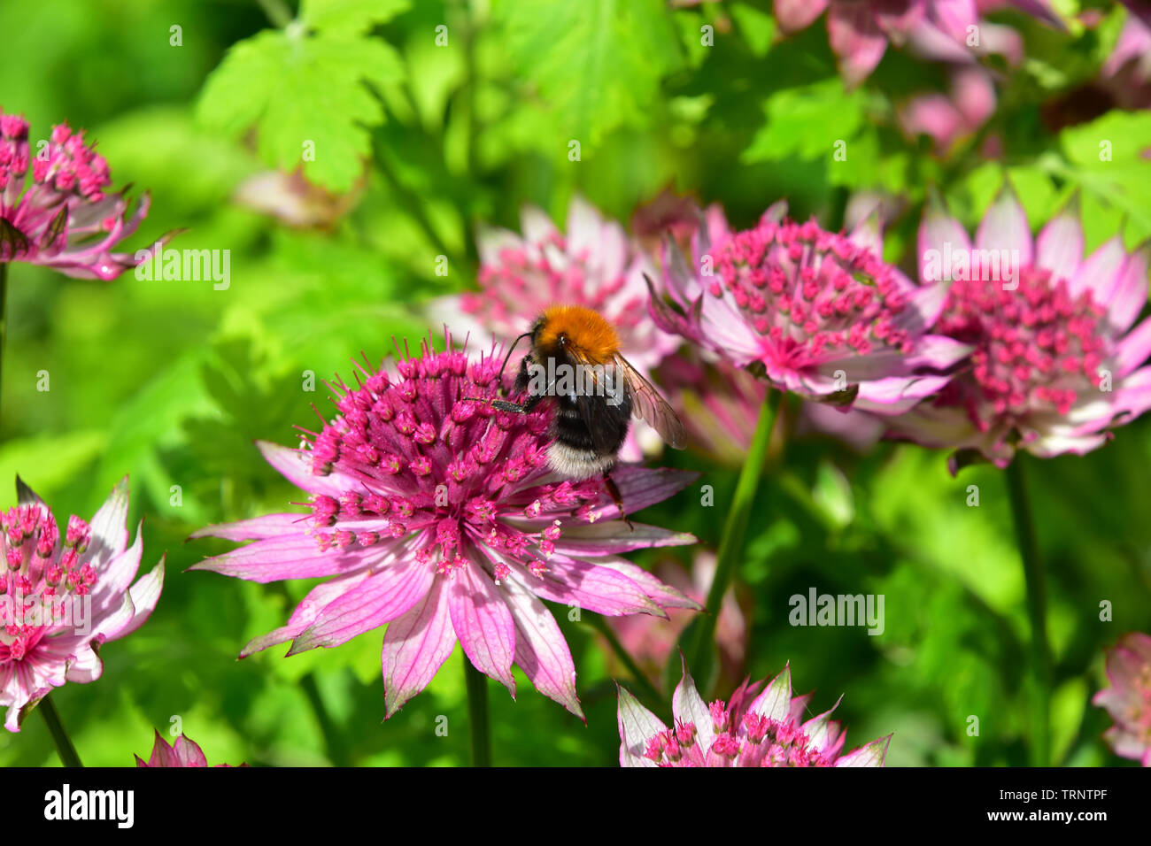 Bee on pink astrantia Stock Photo