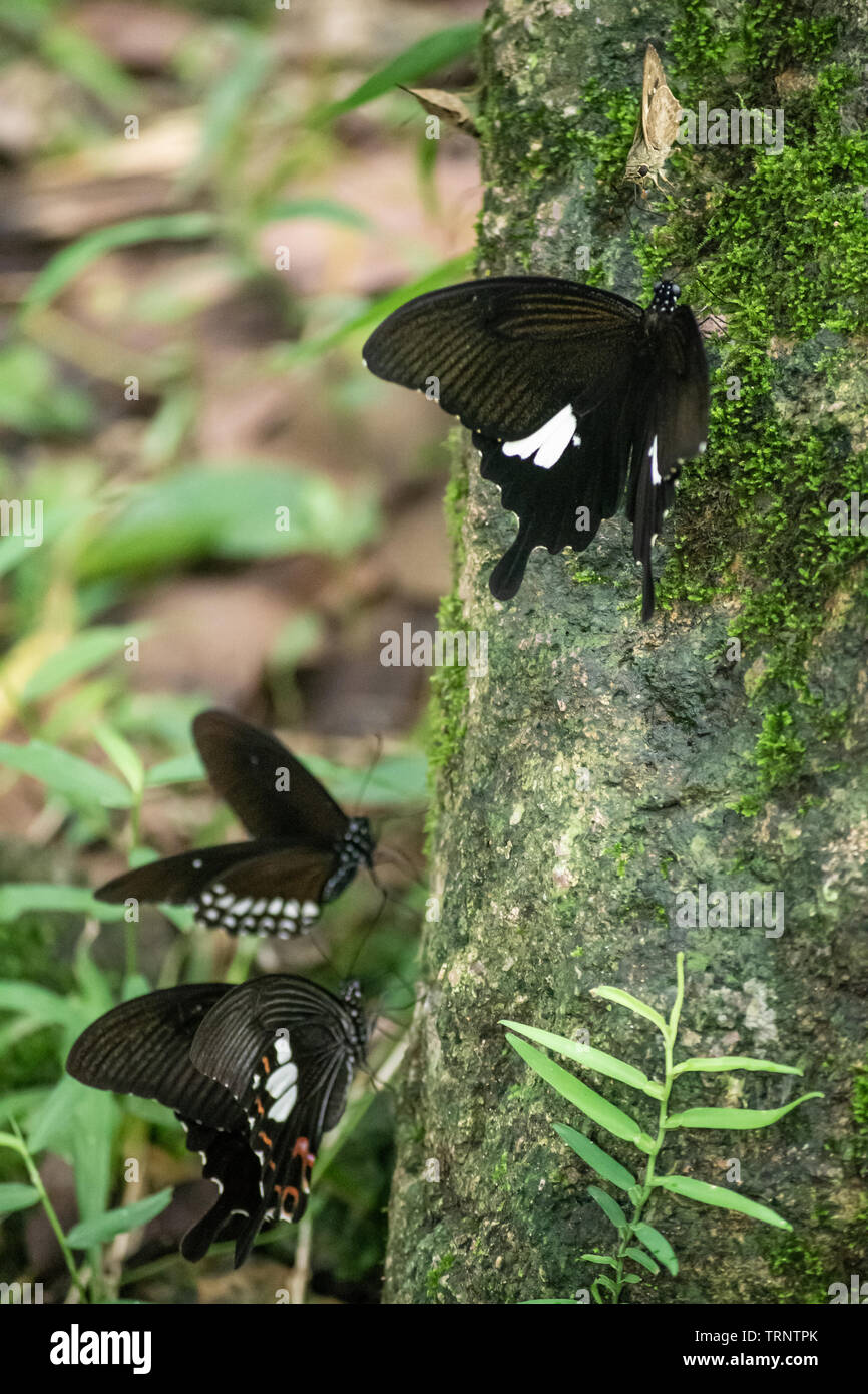 Black and White Helen butterfly color from Thailand, spot in