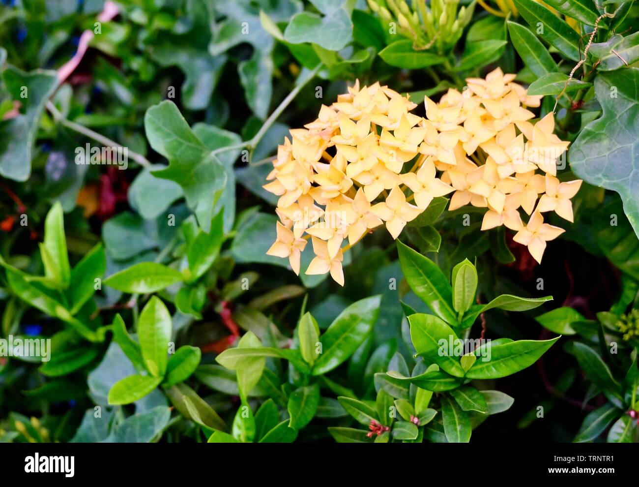 Beautiful Flower, Group of Fresh Yellow Ixora Flowers with Green Leaves on Tree in A Garden. Stock Photo