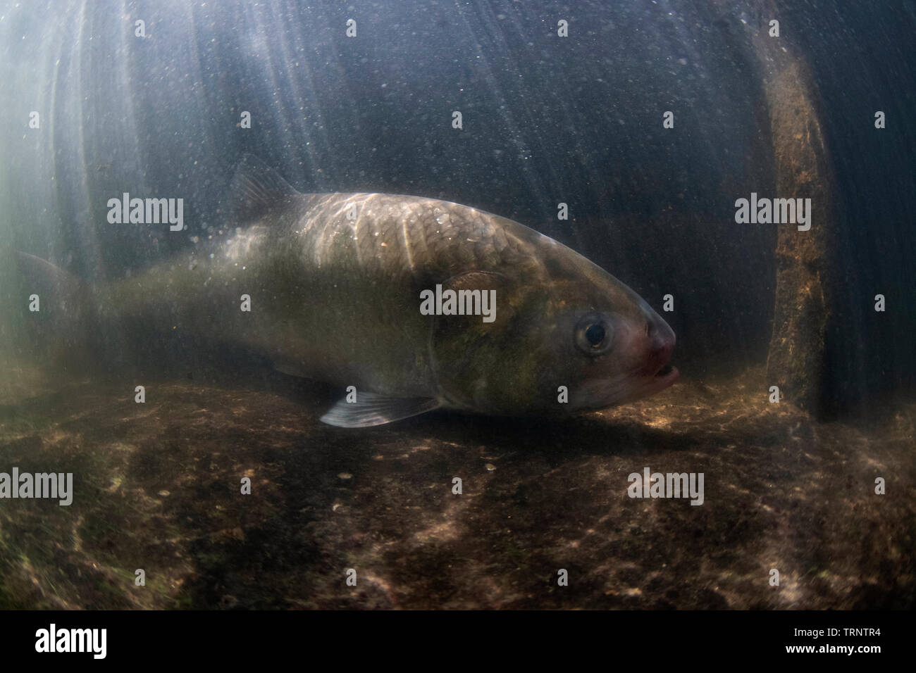 Allis shad, alosa alosa, Being released in from a tagging, River Tamar, Cornwall, May Stock Photo