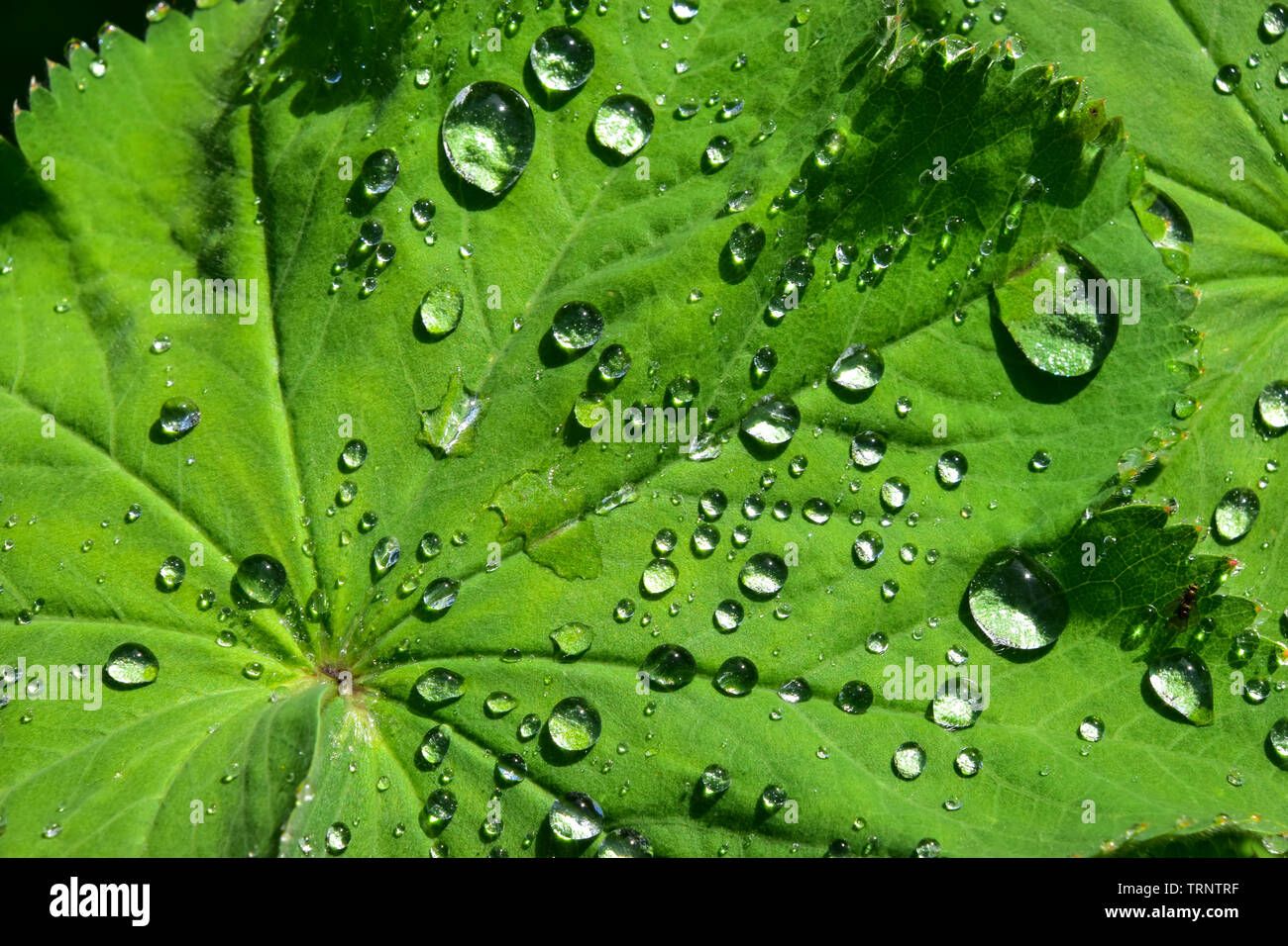 Raindrops, dew on Lady's Mantle, Alchemilla Mollis Stock Photo