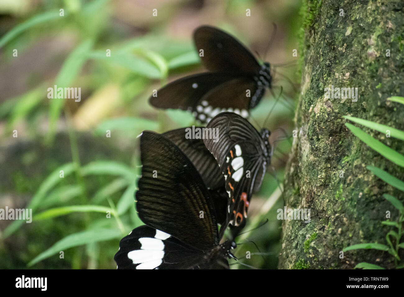 Black and White Helen butterfly color from Thailand, spot in