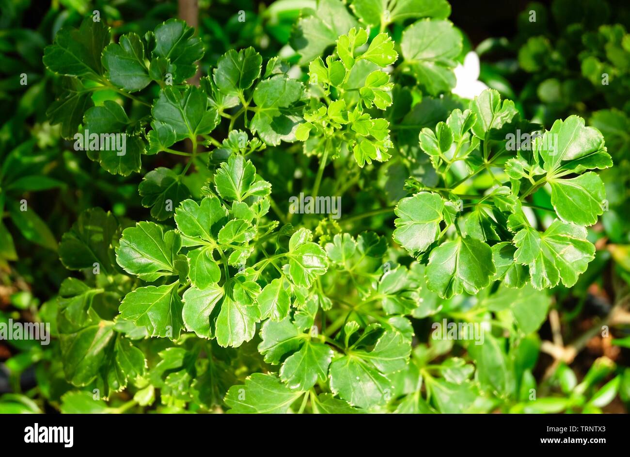 Ecological Concept, Beautiful Green and White Polyscias or Geranium Aralia Plants. Stock Photo