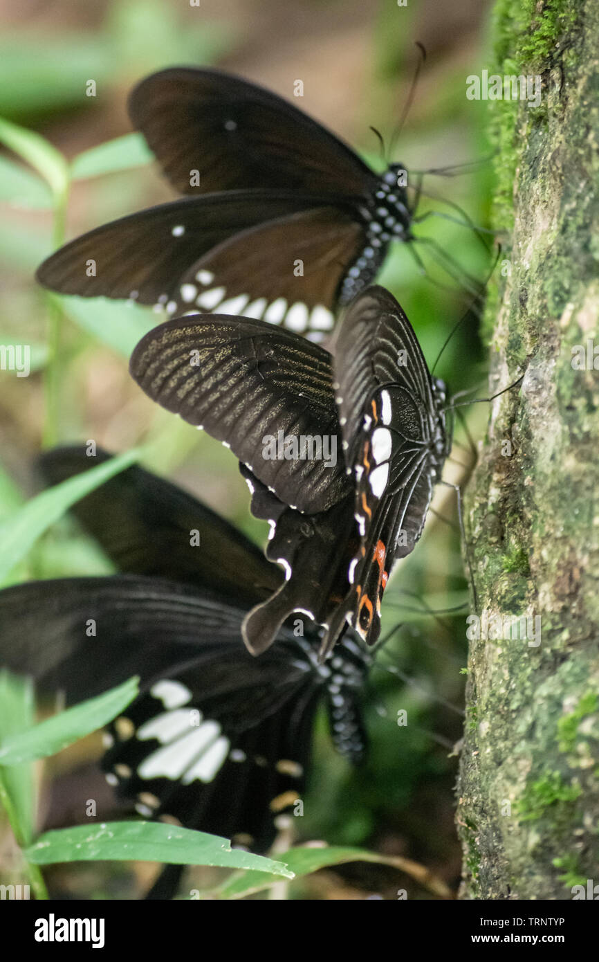 Black and White Helen butterfly color from Thailand, spot in