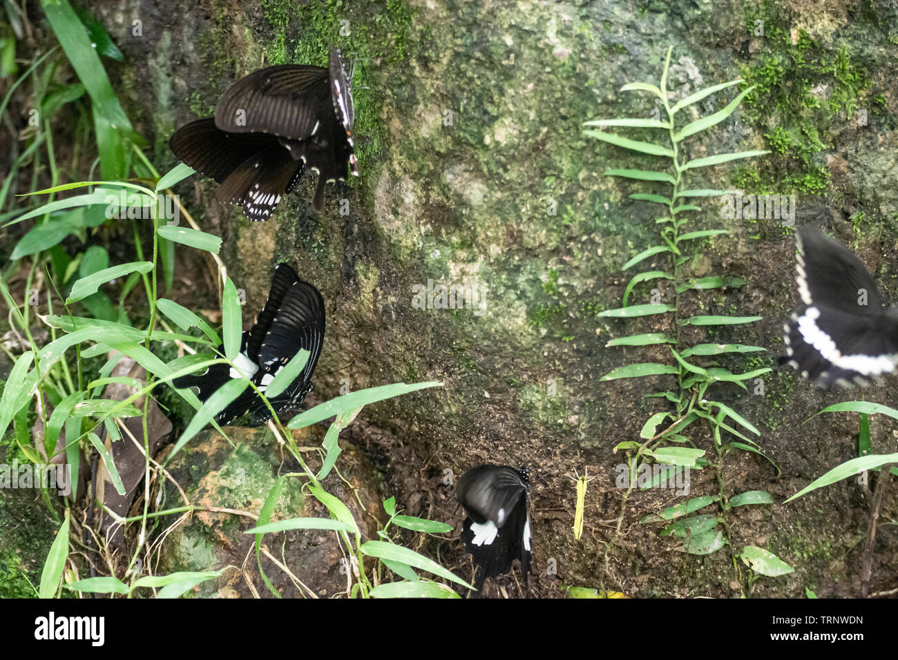 Black and White Helen butterfly color from Thailand, spot in Kanchanaburi Province, in the tropical forest Stock Photo