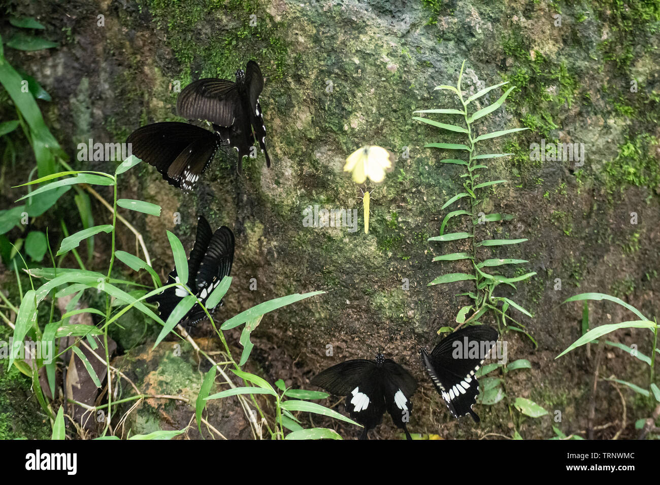 Black and White Helen butterfly color from Thailand, spot in